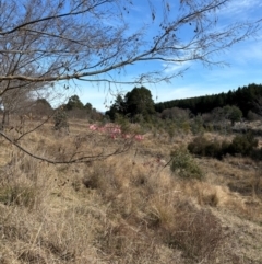 Unidentified Other Tree at Weston, ACT - 4 Aug 2024 by Choyster