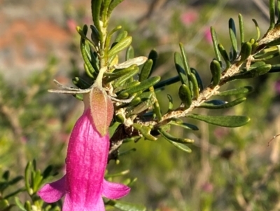 Eremophila latrobei subsp. latrobei at Gunderbooka, NSW - 25 Jun 2024 by Tapirlord