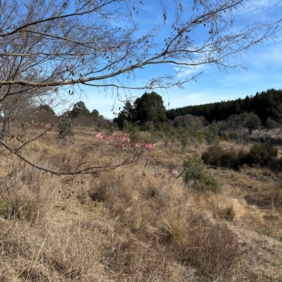 Unidentified Other Tree at Weston, ACT - 4 Aug 2024 by Choyster