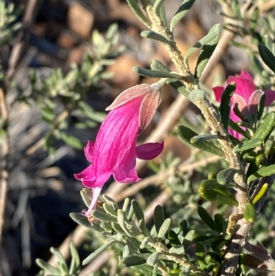 Hippodamia variegata at Spence, ACT - 5 Aug 2024 by kasiaaus2