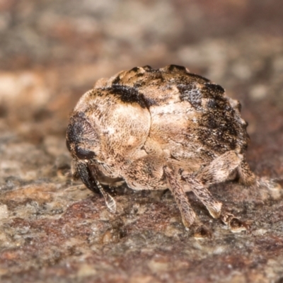 Musca sp. (genus) at Spence, ACT - 5 Aug 2024 by kasiaaus2