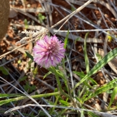 Hippodamia variegata at Spence, ACT - 5 Aug 2024 by kasiaaus2