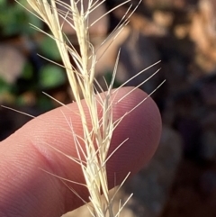 Aristida jerichoensis var. jerichoensis (Jericho Wiregrass) at Gunderbooka, NSW - 25 Jun 2024 by Tapirlord