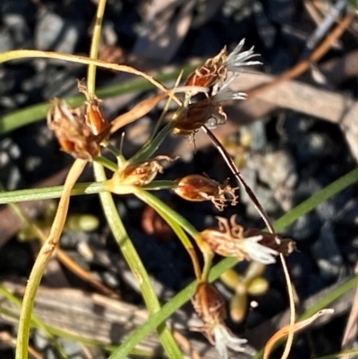 Aades cultratus at Spence, ACT - 10 Aug 2024 by kasiaaus2