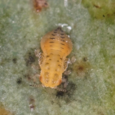 Glycaspis sp. (genus) at Spence, ACT - 7 Aug 2024 by kasiaaus2