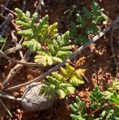 Cheilanthes sieberi subsp. sieberi (Mulga Rock Fern) at Gunderbooka, NSW - 25 Jun 2024 by Tapirlord