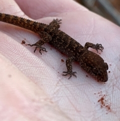 Heteronotia binoei (Bynoe's Gecko) at Gunderbooka, NSW - 25 Jun 2024 by Tapirlord