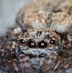 Unidentified Jumping or peacock spider (Salticidae) at Melba, ACT - 28 Jul 2024 by kasiaaus2