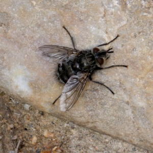 Tachinidae (family) at Booth, ACT - 22 Jul 2024