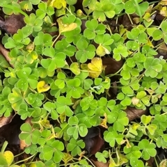 Oxalis sp. at Melba, ACT - 13 Aug 2024 by kasiaaus2