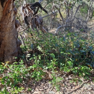 Oxalis sp. at Melba, ACT - 13 Aug 2024 by kasiaaus2