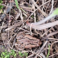 Crinia sp. (genus) (A froglet) at Namarag NR - 23 Jul 2024 by Jiggy
