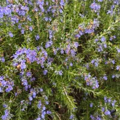 Rosmarinus officinalis at Melba, ACT - 13 Aug 2024 by kasiaaus2