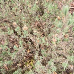 Acacia debilis at Wee Waa, NSW - 23 Jul 2024 by MattM