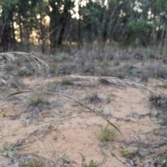 Unidentified Other Shrub at Melba, ACT - 13 Aug 2024 by kasiaaus2