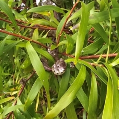 Hakea sp. at Melba, ACT - 13 Aug 2024 by kasiaaus2