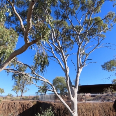 Hakea sp. at Melba, ACT - 13 Aug 2024 by kasiaaus2