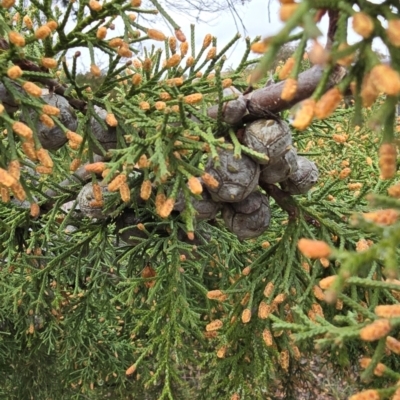 Unidentified Other Tree at Melba, ACT - 13 Aug 2024 by kasiaaus2