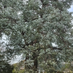 Unidentified Gum Tree at Melba, ACT - 13 Aug 2024 by kasiaaus2