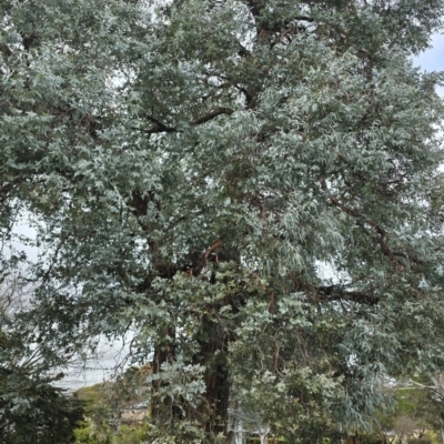 Unidentified Gum Tree at Melba, ACT - 13 Aug 2024 by kasiaaus2