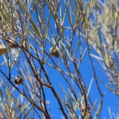 Acacia sp. (A Wattle) at Corfield, QLD - 23 Jul 2024 by lbradley