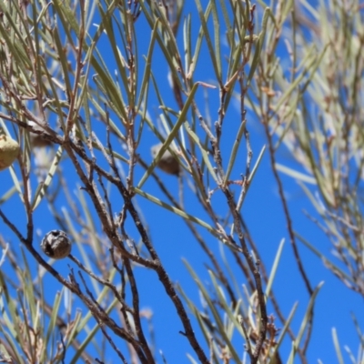 Unidentified Plant at Melba, ACT - 13 Aug 2024 by kasiaaus2