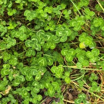 Trifolium sp. at Melba, ACT - 13 Aug 2024 by kasiaaus2