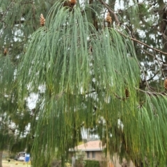 Dysphania rhadinostachya (Rat Tails) at Corfield, QLD - 23 Jul 2024 by lbradley