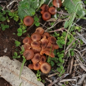 Laccaria sp. at Strathnairn, ACT - 5 Jul 2024