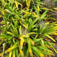 Agapanthus praecox subsp. orientalis at Melba, ACT - 13 Aug 2024 by kasiaaus2