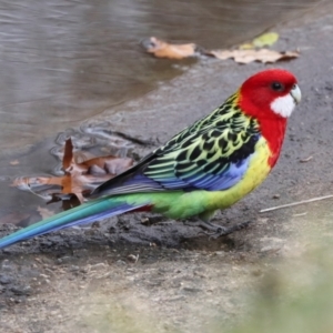 Platycercus eximius at O'Connor, ACT - 7 Jul 2024