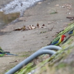 Platycercus eximius at O'Connor, ACT - 7 Jul 2024