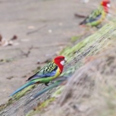 Platycercus eximius at O'Connor, ACT - 7 Jul 2024