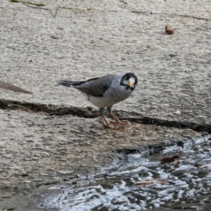 Manorina melanocephala at O'Connor, ACT - 7 Jul 2024 11:40 AM