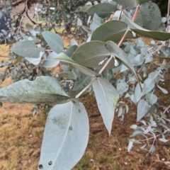 Unidentified Gum Tree at Melba, ACT - 13 Aug 2024 by kasiaaus2