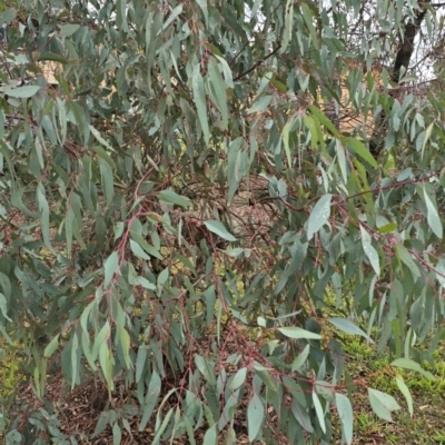 Unidentified Gum Tree at Melba, ACT - 13 Aug 2024 by kasiaaus2