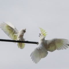 Cacatua galerita (Sulphur-crested Cockatoo) at Lyneham, ACT - 7 Jul 2024 by AlisonMilton