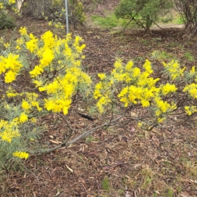 Unidentified Wattle at Melba, ACT - 13 Aug 2024 by kasiaaus2