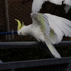 Cacatua galerita at Lyneham, ACT - 7 Jul 2024 11:05 AM