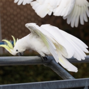 Cacatua galerita at Lyneham, ACT - 7 Jul 2024 11:05 AM