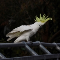 Cacatua galerita at Lyneham, ACT - 7 Jul 2024 11:05 AM