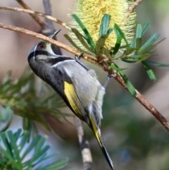 Phylidonyris pyrrhopterus (Crescent Honeyeater) at Mongarlowe, NSW - 23 Jul 2024 by LisaH