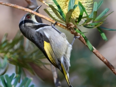 Phylidonyris pyrrhopterus (Crescent Honeyeater) at Mongarlowe, NSW - 23 Jul 2024 by LisaH