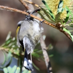 Phylidonyris pyrrhopterus at Mongarlowe, NSW - suppressed