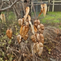 Unidentified Other Tree at Melba, ACT - 13 Aug 2024 by kasiaaus2