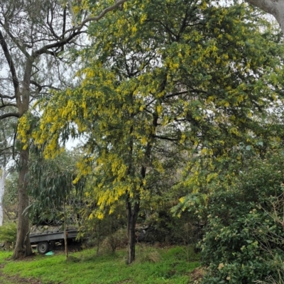 Unidentified Wattle at Melba, ACT - 12 Aug 2024 by kasiaaus2