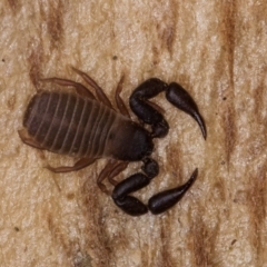 Conicochernes sp. (genus) (Chernetid Pseudoscorpion) at Belconnen, ACT - 19 Jul 2024 by kasiaaus