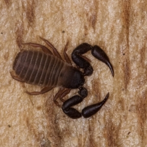 Conicochernes sp. (genus) at Belconnen, ACT - 19 Jul 2024 10:24 AM