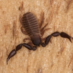 Conicochernes sp. (genus) at Belconnen, ACT - 19 Jul 2024 10:24 AM