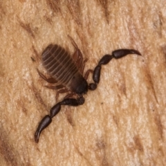 Conicochernes sp. (genus) at Belconnen, ACT - 19 Jul 2024 10:24 AM